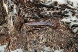 Golden-Brown, Radiating Astrophyllite - Kola Peninsula, Russia #255089-1